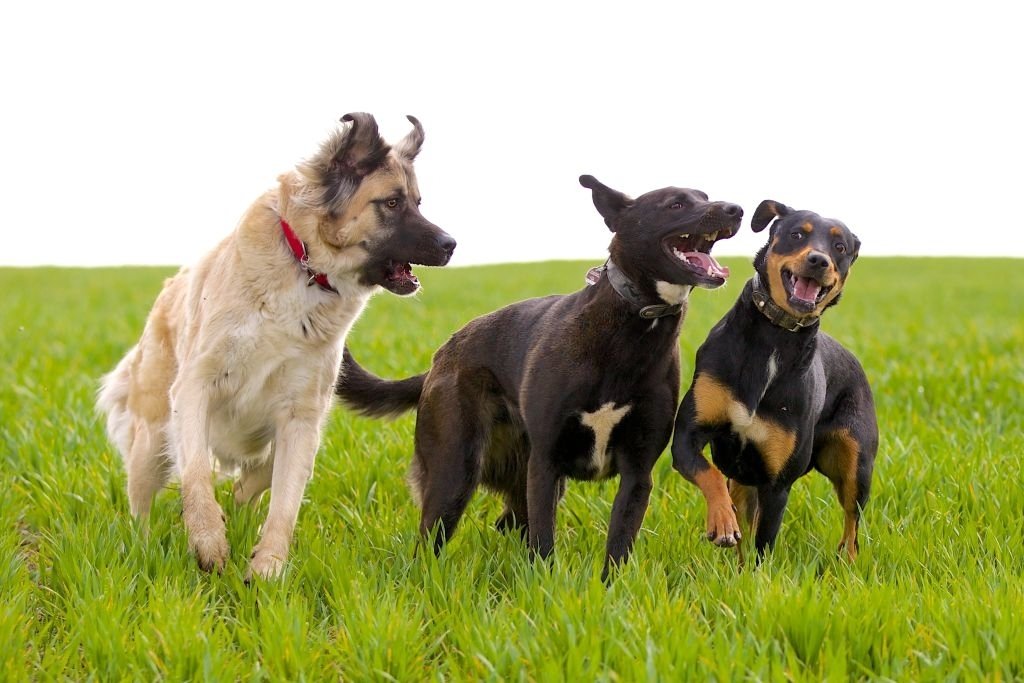 5 Best Family Guard Dog Breeds in the World