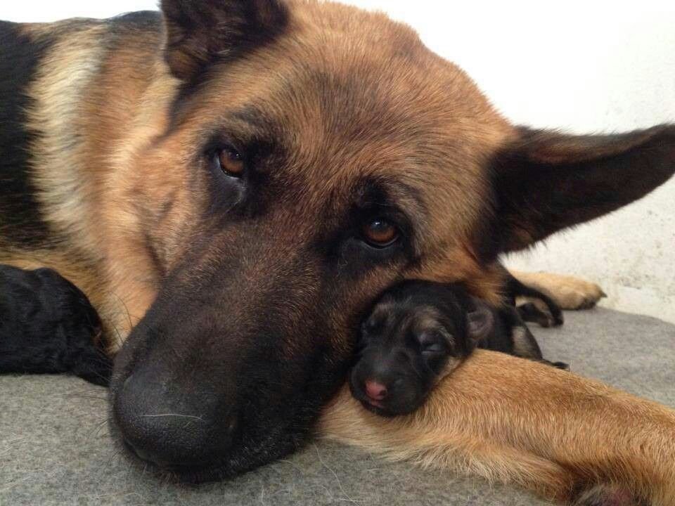 How to Take Care of Newborn German Shepherd Puppies and Mother