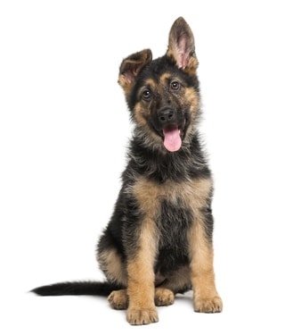 german shepherd ears