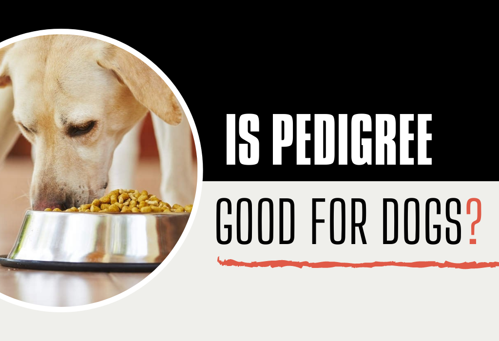 is pedigree good for dogs?