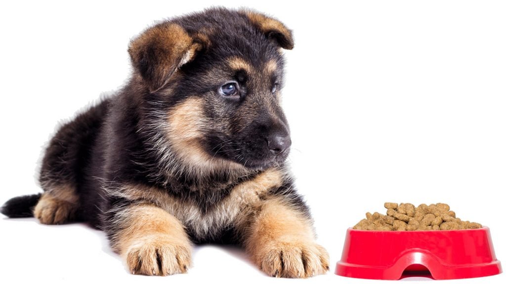 How much food should i feed german shepherd puppy