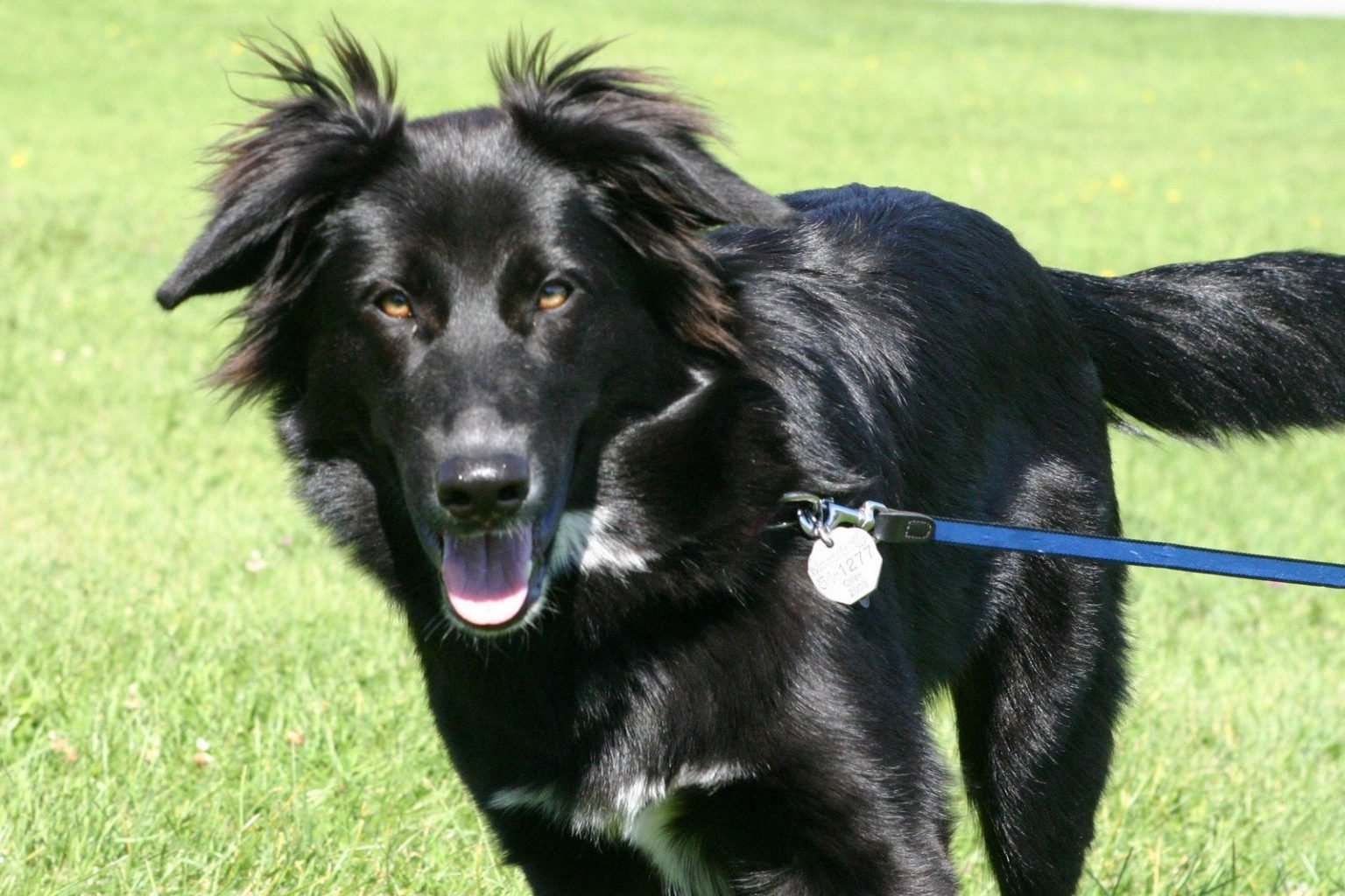 Black German Shepherd Golden Retriever Mix | Golden Shepherd Mix