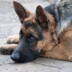 Is My German Shepherd Overweight? How to Understand