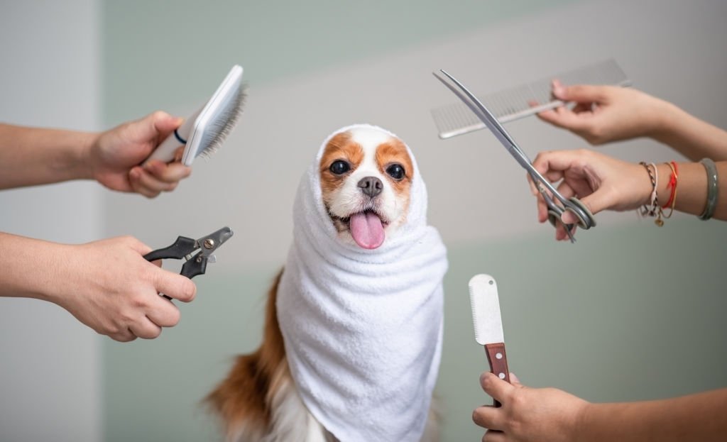 Dog Grooming equipment