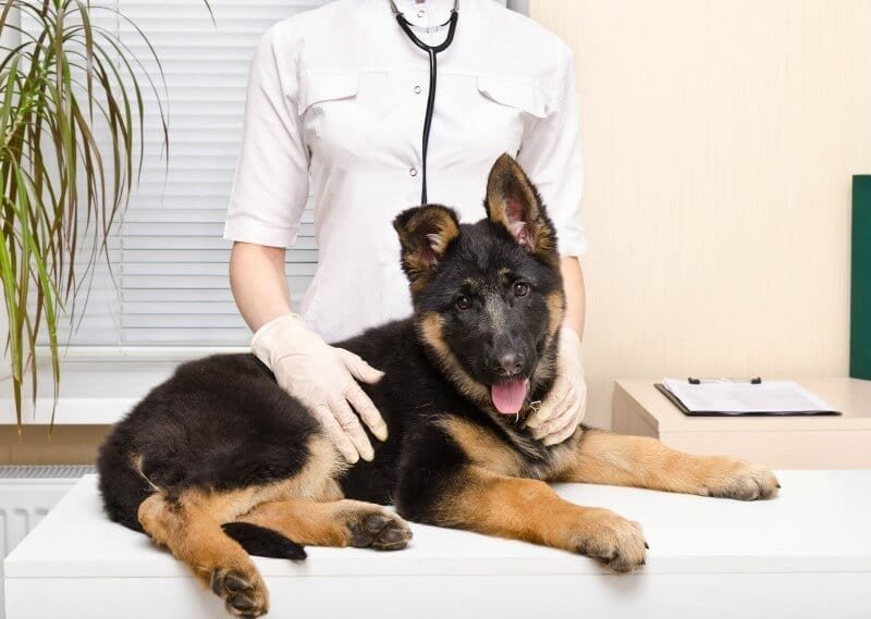 5 Little-Known Reasons Why Your German Shepherd Keeps Getting Injured