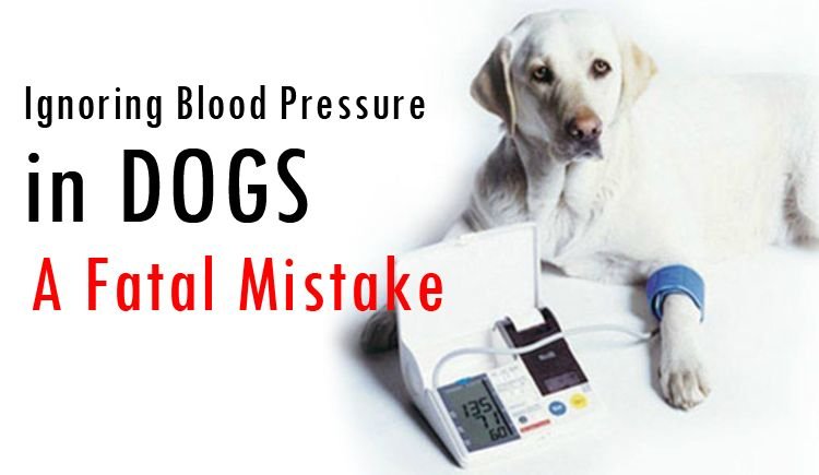 Symptoms of High Blood Pressure In Dogs
