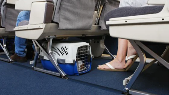 traveling with dogs inside airline cabin