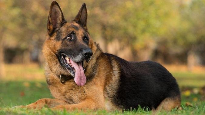 5 Little-Known Reasons Why Your German Shepherd Keeps Getting Injured