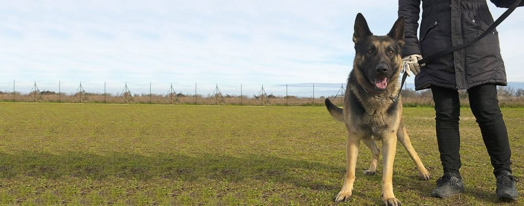 Possessive German Shepherd Dog