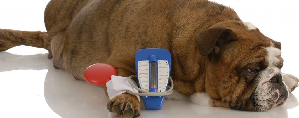Blood pressure in older dogs