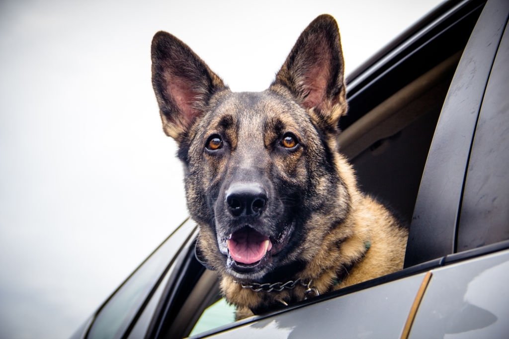 rescue dog