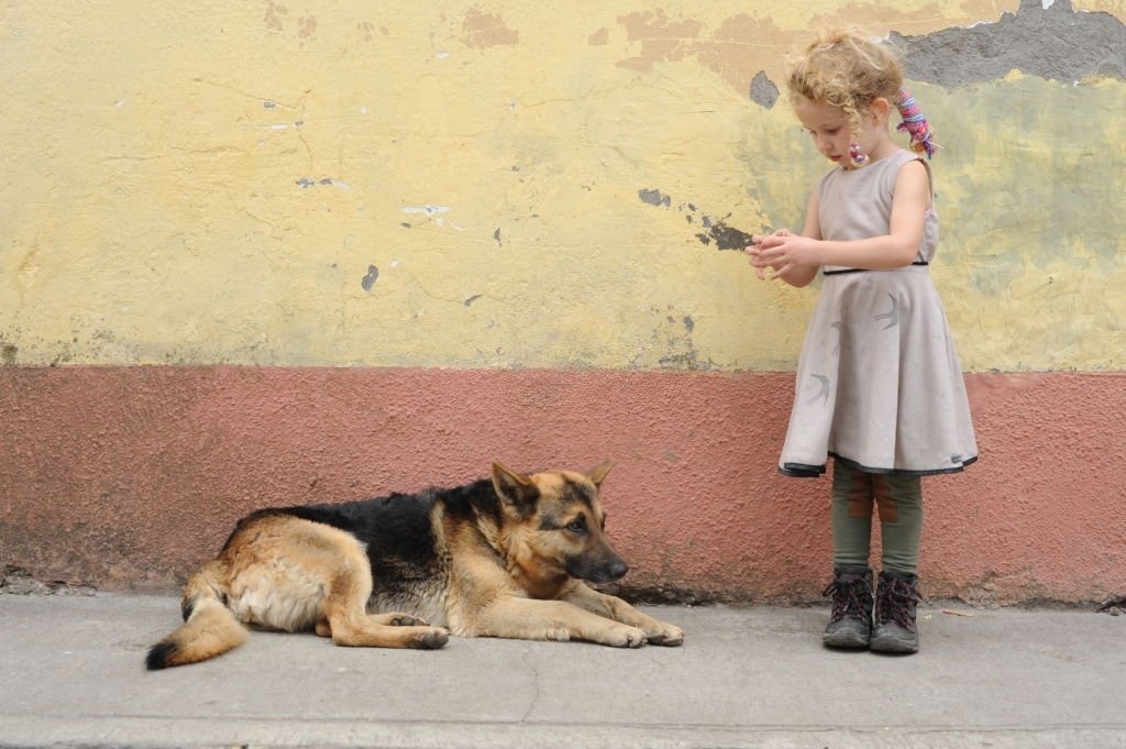 Rescuing German Shepherd