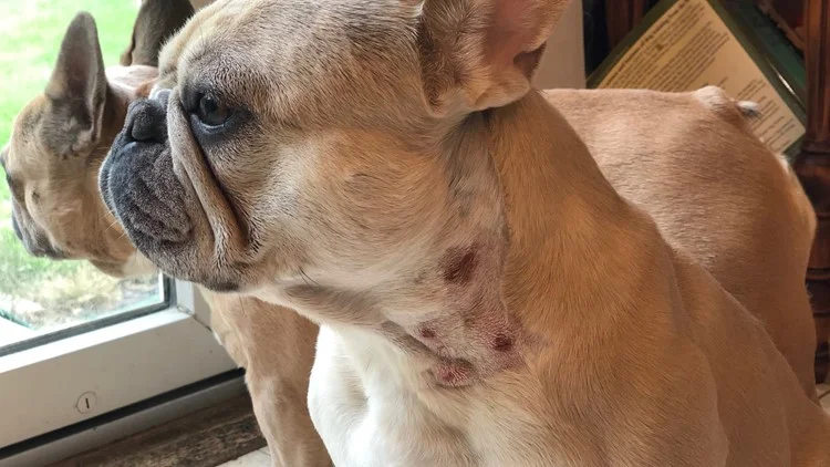 How to Treat a Dog Bite Another Dog?