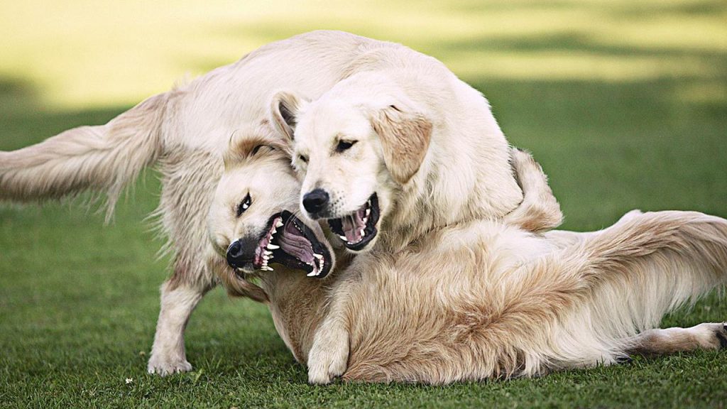 How to Treat a Dog bite another Dog? GermanShepherddog.info