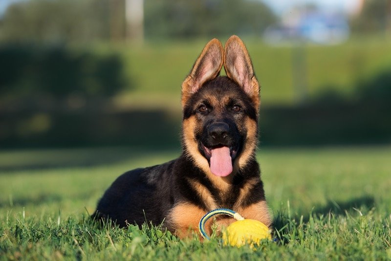 Deworming Schedule for German Shepherd Puppies and Adult Dogs