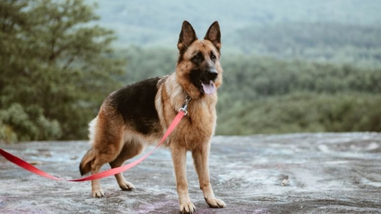 bark collar