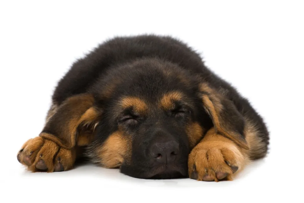 How to Improve the Quality of Your Dog's Sleep?