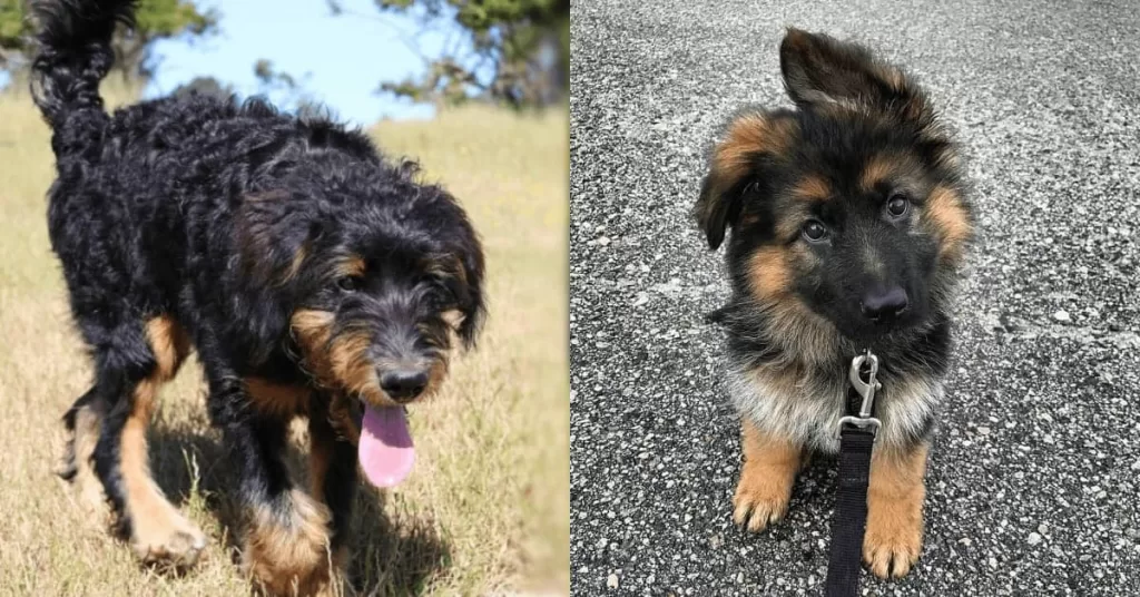 Can Bernedoodle get along with German Shepherds? All You need to know