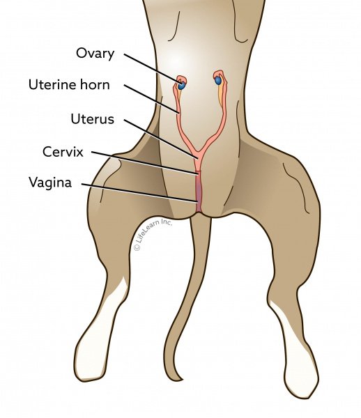 False Pregnancy or Phantom Pregnancy in Dogs all you need to know