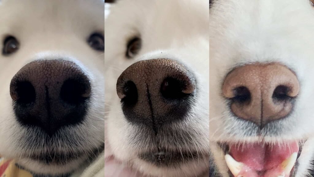 Dogs with Pink Noses
