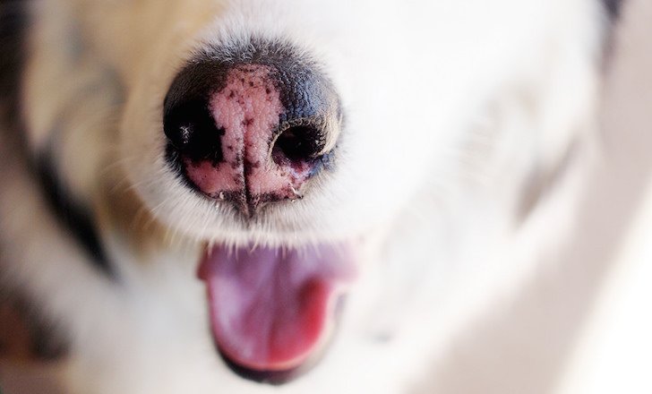 Dogs with Pink Noses