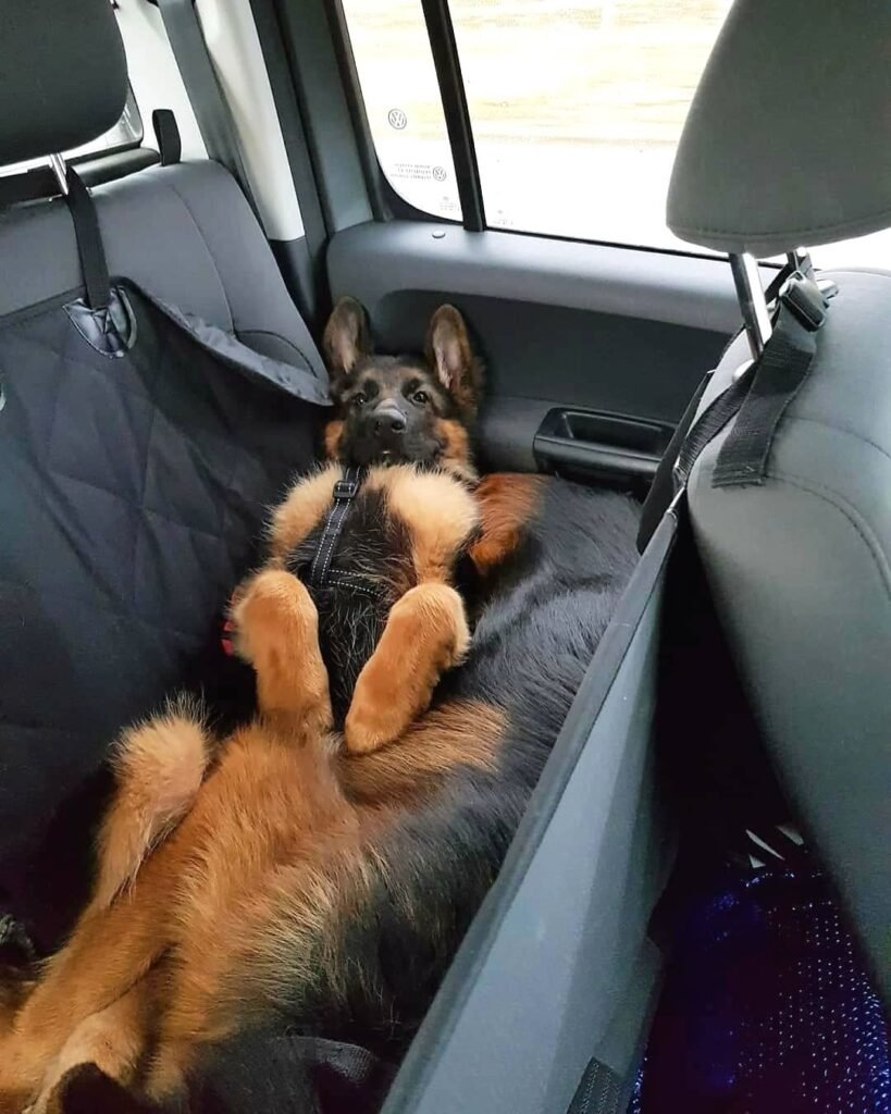 German Shepherd in car summer