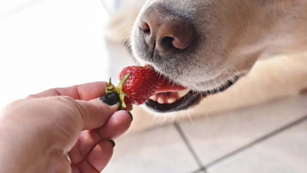 cherries for dogs