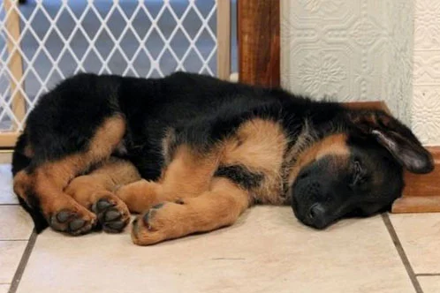 german shepherd puppy sleeping