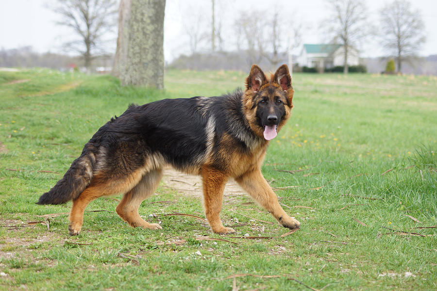 How to Take Care of German Shepherd Dogs in Summer