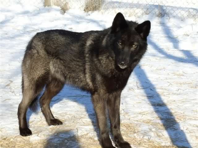 Are wolf-dogs aggressive?