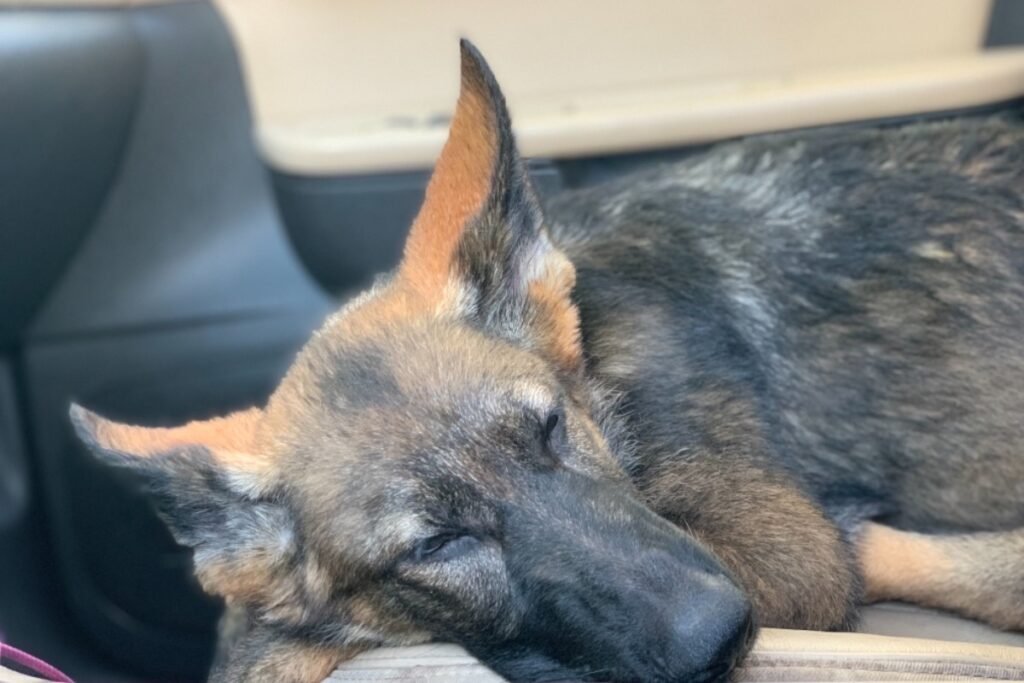 NEUROLOGICAL DISORDER in german shepherds
