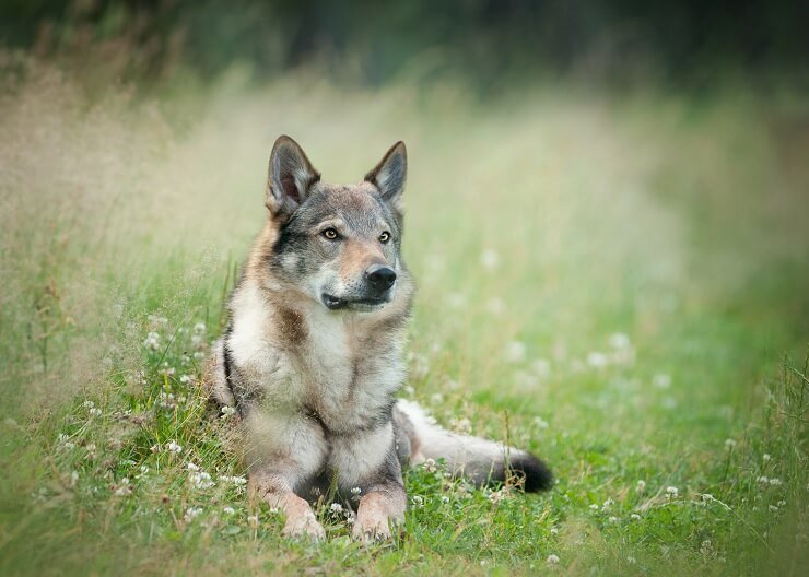 German Shepherd wolf mix