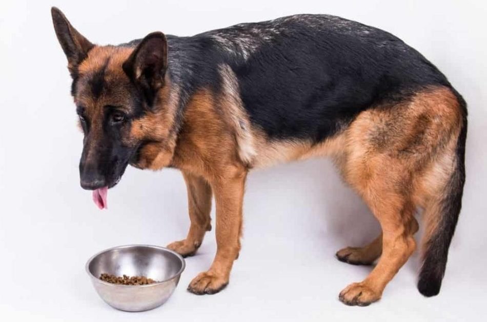 Can Dog Eat Black Pepper? Weighing the Risks