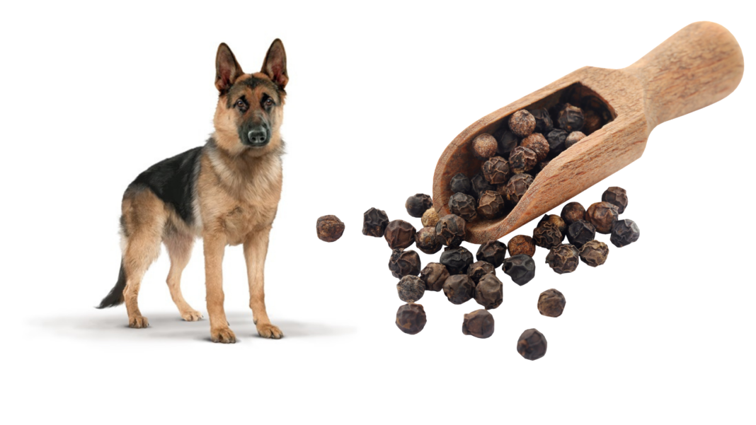 Can Dog Eat Black Pepper? Is Black Pepper Healthy?