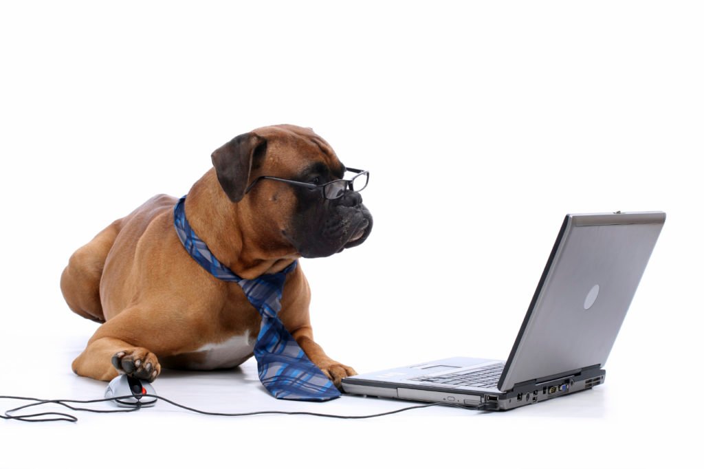 Best Online Dog Training Courses for 2024