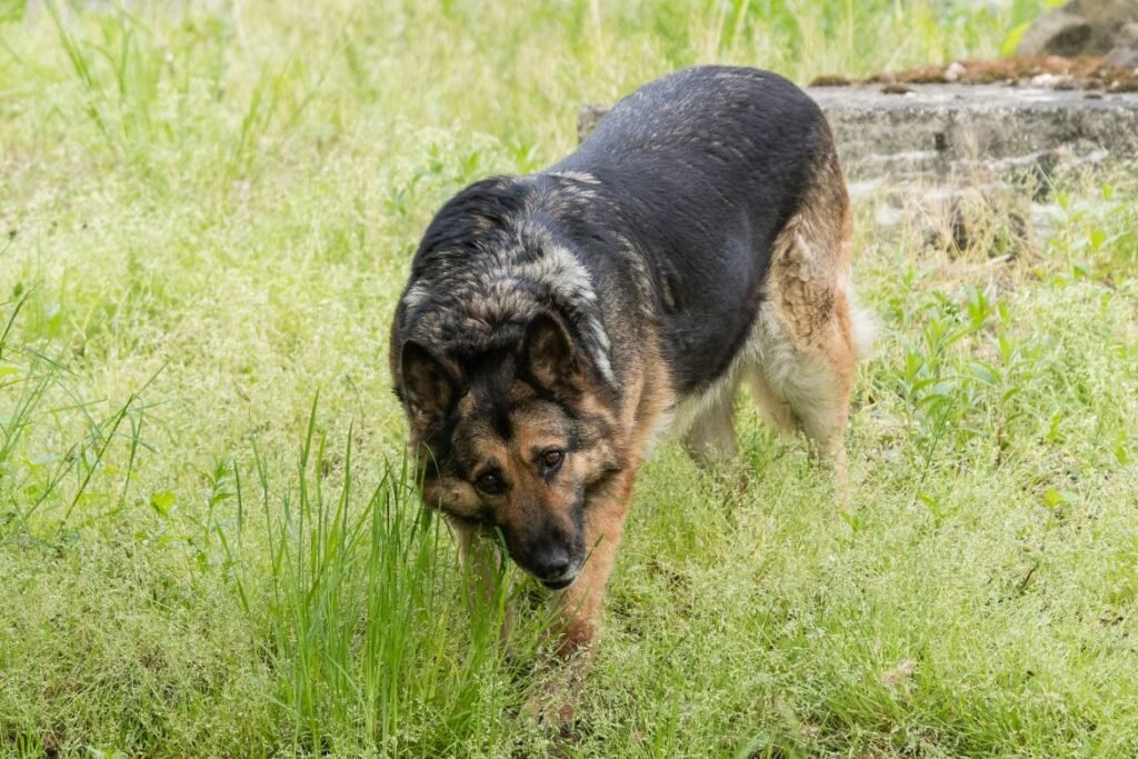 Indigestion in Dogs