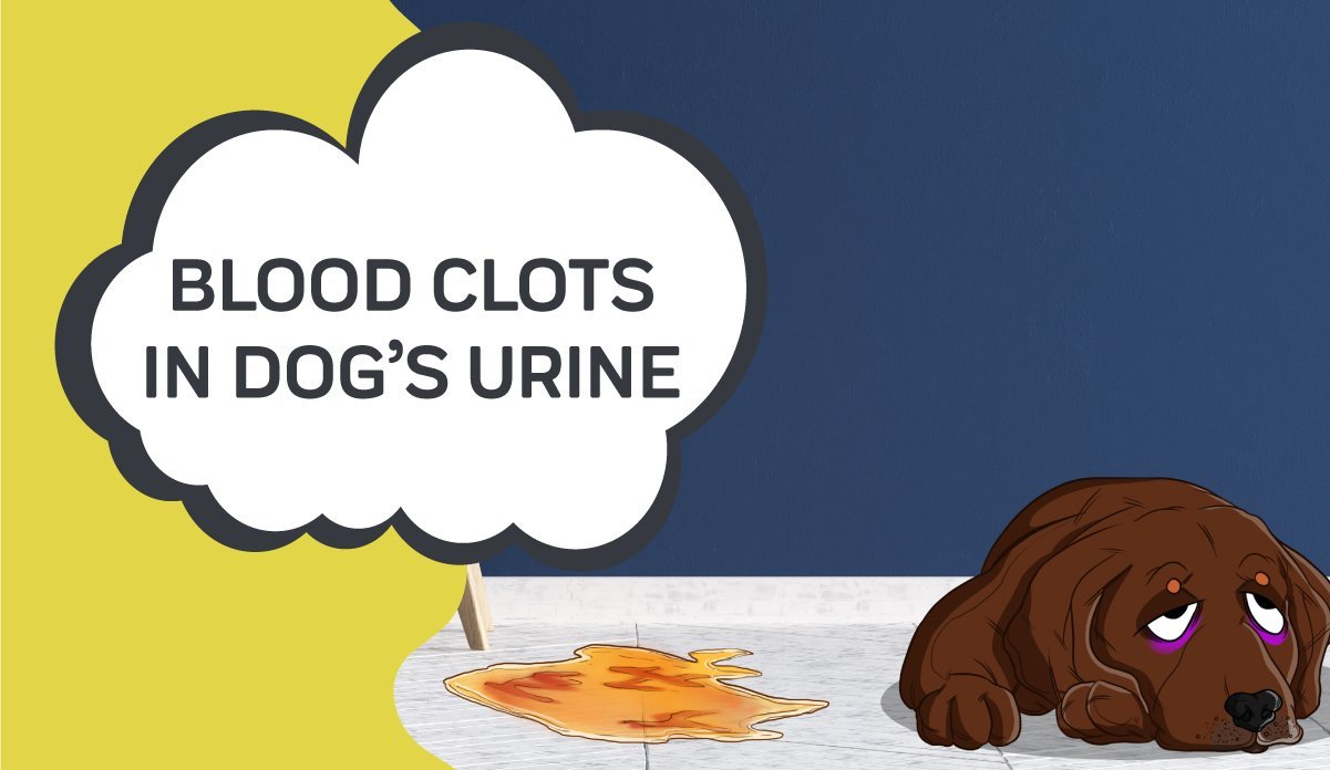 Blood in dog Urine