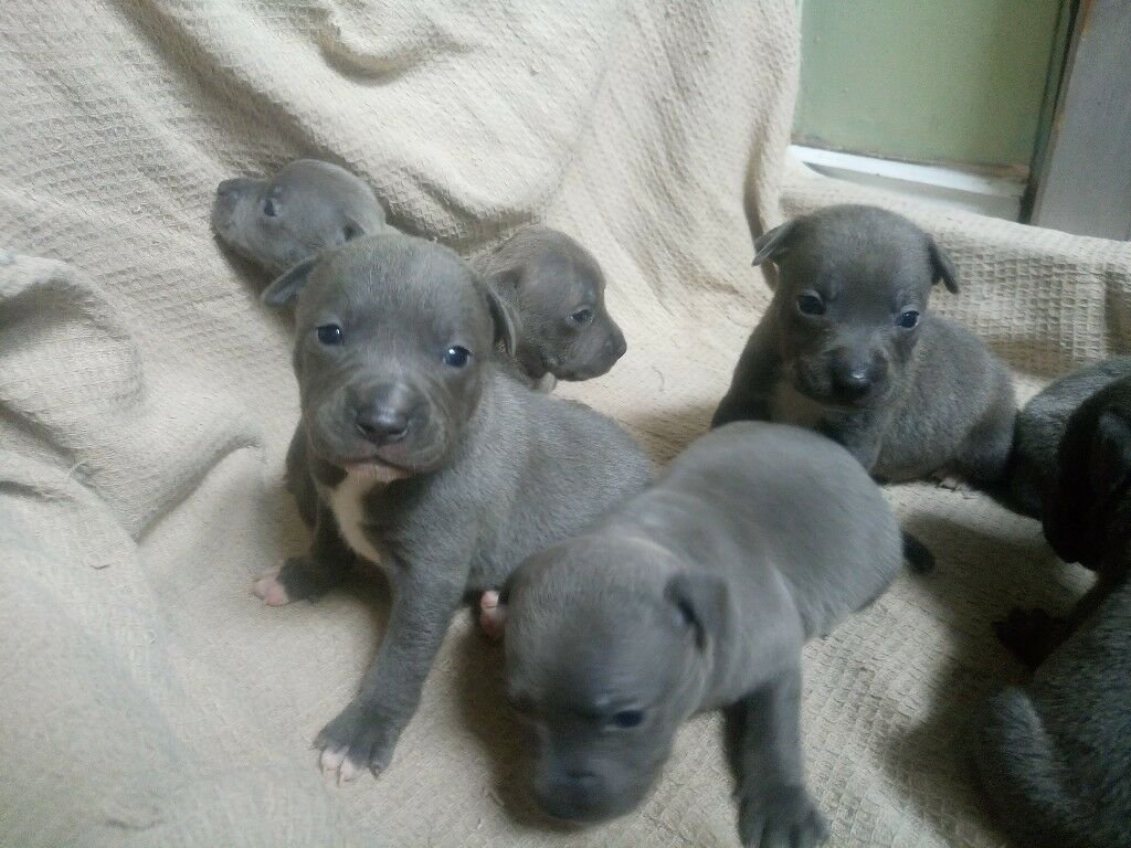 NewBorn puppies