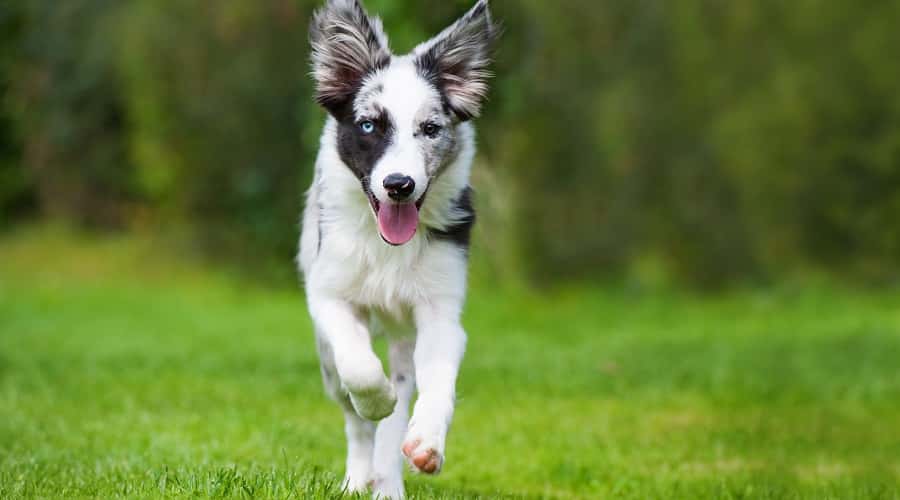 stakåndet Begge Kantine Australian Shepherd Blue Heeler Mix Breed: All You Need to Know