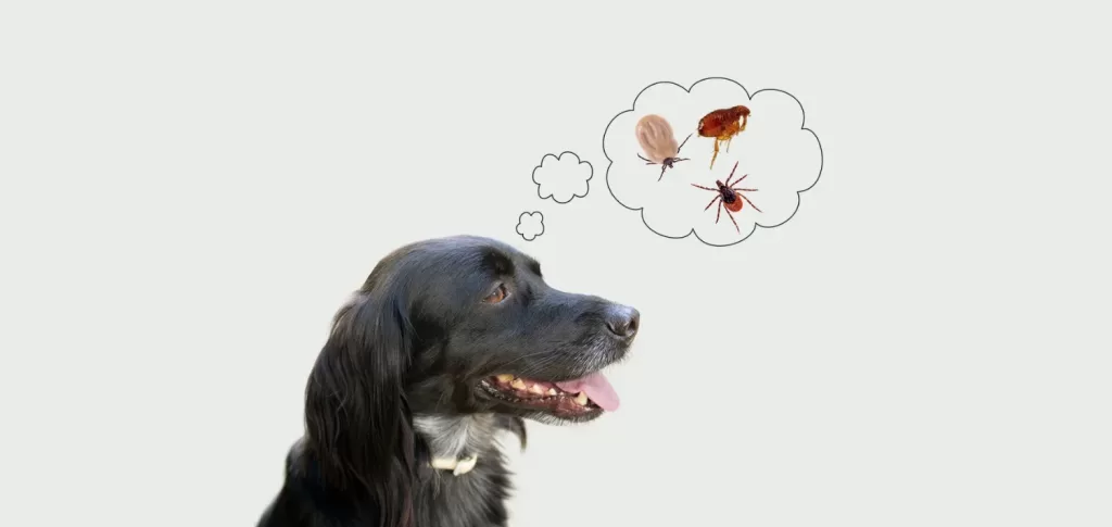 Paralysis Tick in Dogs
