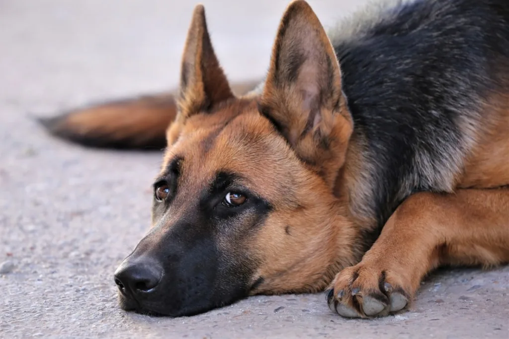 Urinary Tract Infection in Dogs