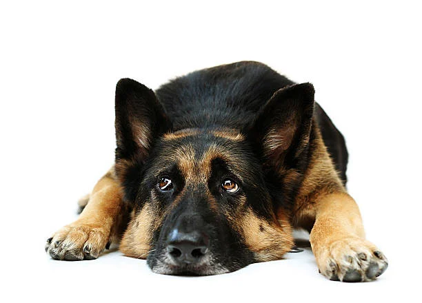 Indigestion in Dogs