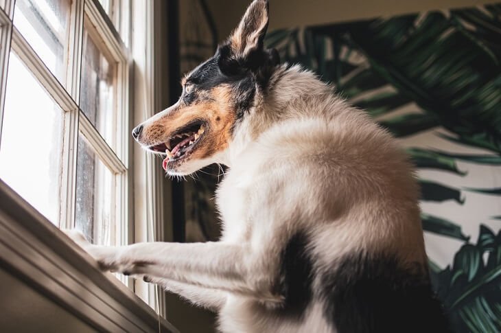 Dog Barking at Night