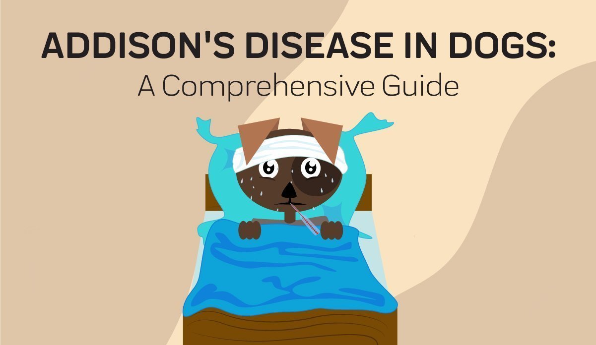 addison-s-disease-in-dogs-its-causes-symptoms-and-treatment