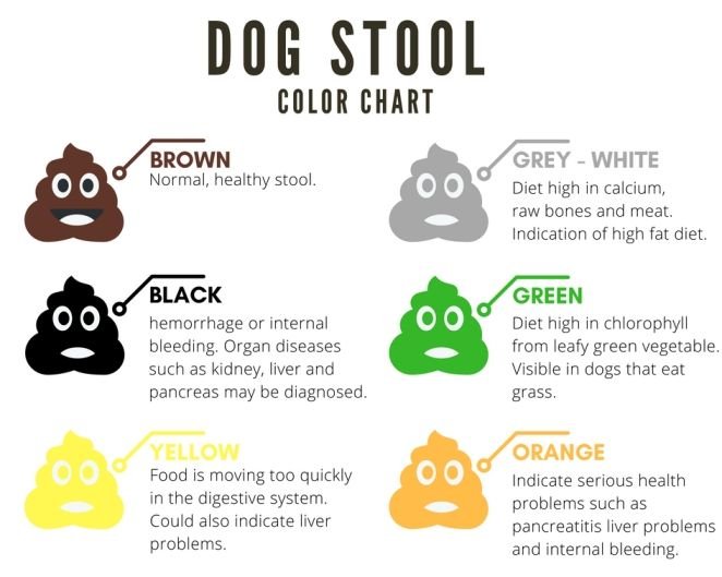 Yellow Dog Poop Causes and Remedies with Chart