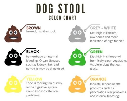 yellow-dog-poop-causes-and-remedies-with-chart