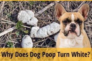does dog poop decompose