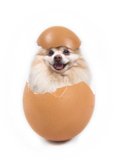 Can Dogs Eat Eggs Raw Eggs Vs Cooked Eggs Which Is Better