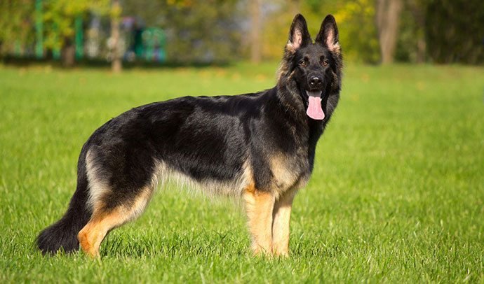 Train Your German Shepherd