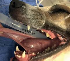 salivary mucocele in dogs